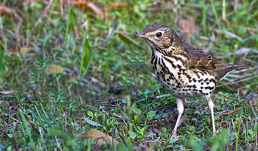 Song Thrush