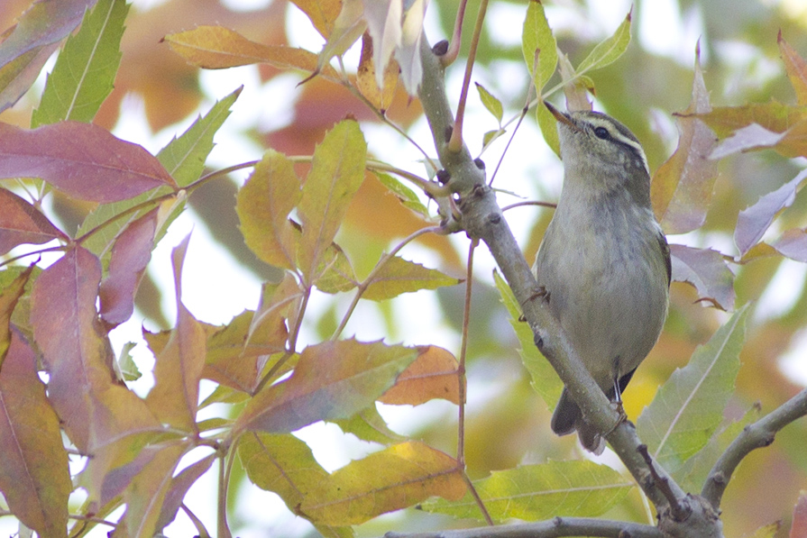 Yellow-browed Warbler