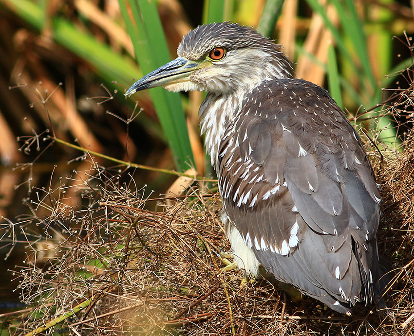 Black-crowned Night Heron