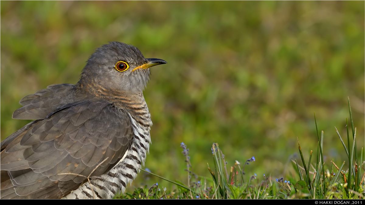Common Cuckoo