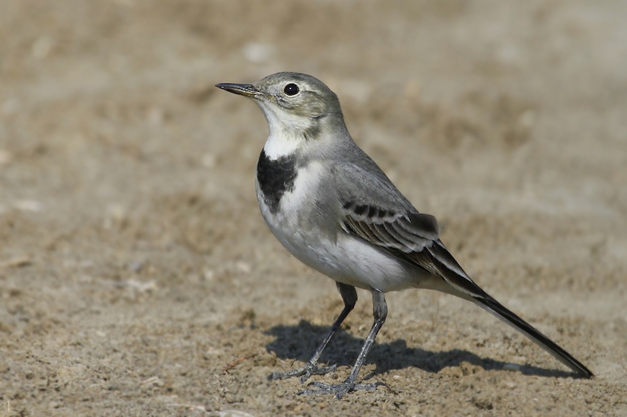 White Wagtail