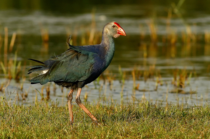 Grey-headed Swamphen