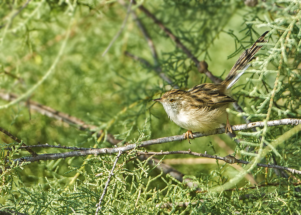 Delicate Prinia