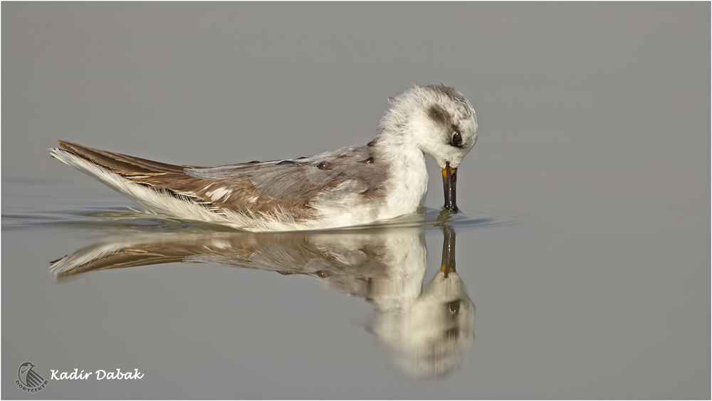 Red Phalarope