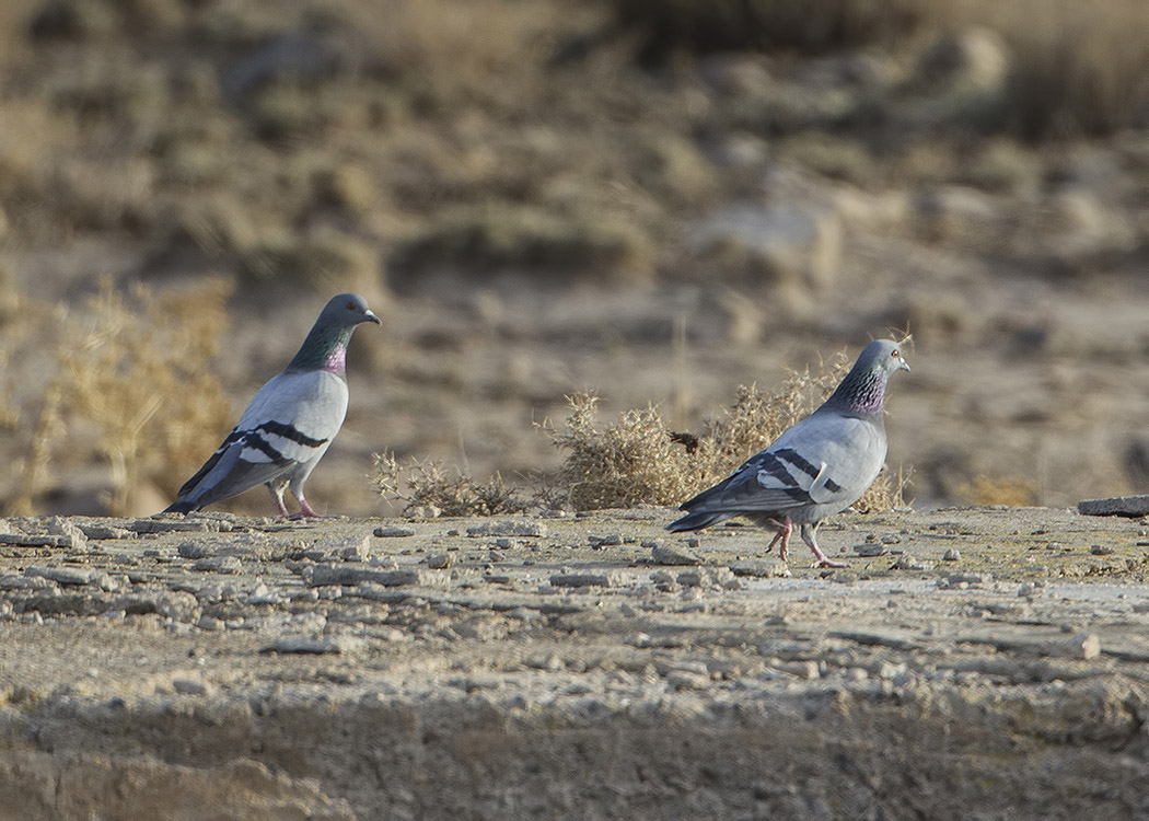 Rock Dove