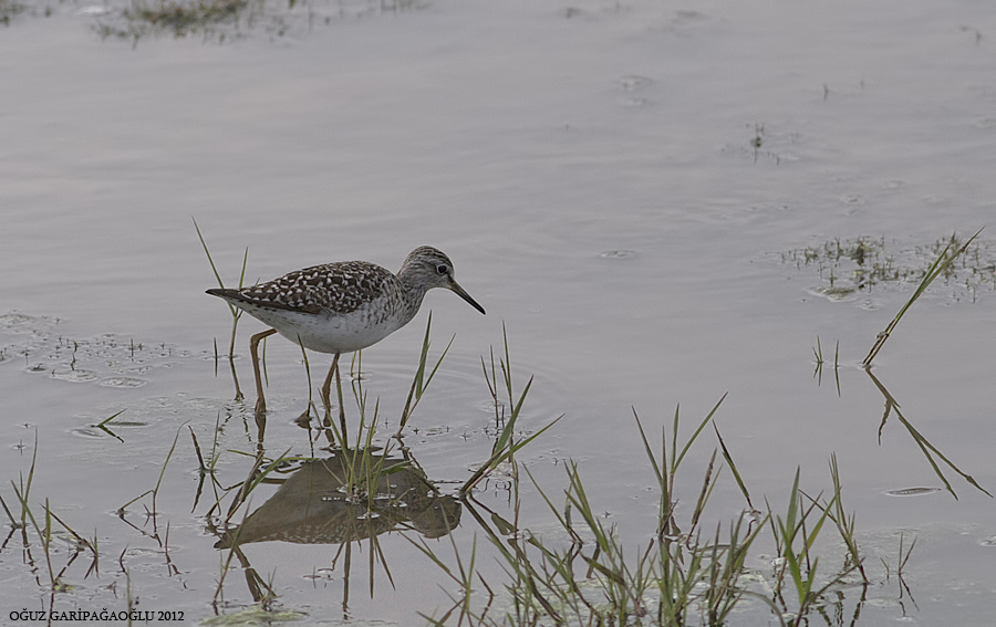 Wood Sandpiper