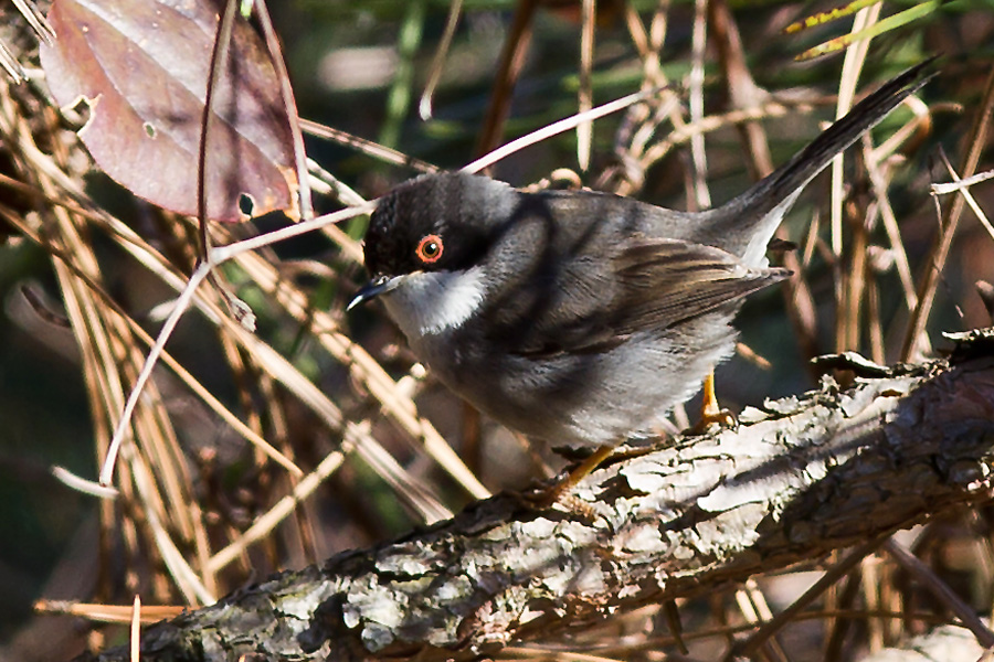 Sardinian Warbler