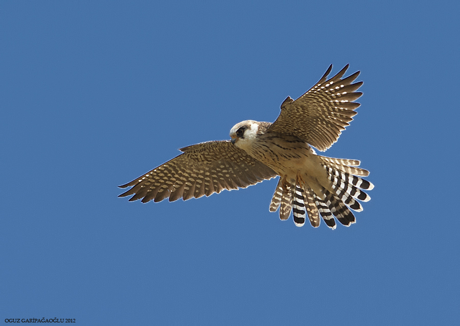 Red-footed Falcon