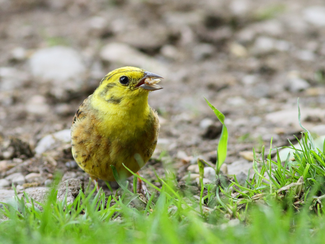 Yellowhammer