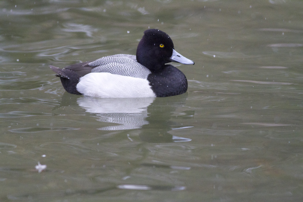 Greater Scaup
