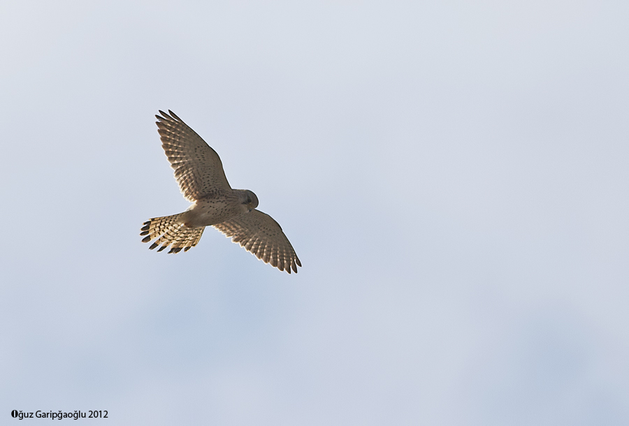 Common Kestrel