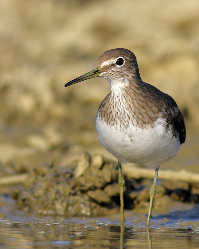 Common Sandpiper