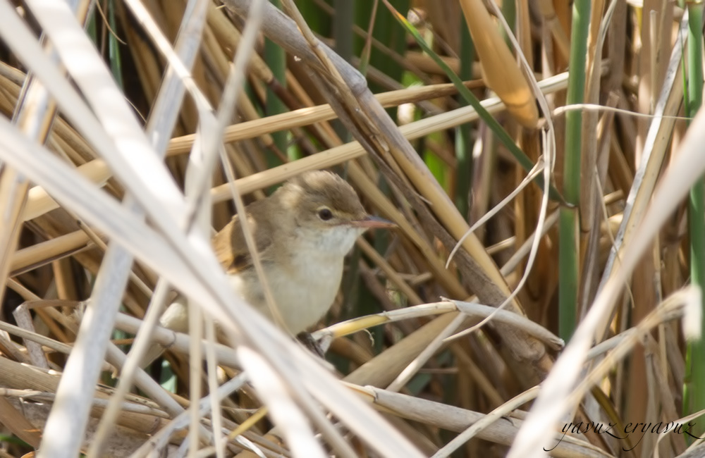 Common Reed Warbler