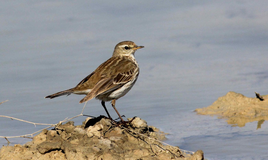 Water Pipit