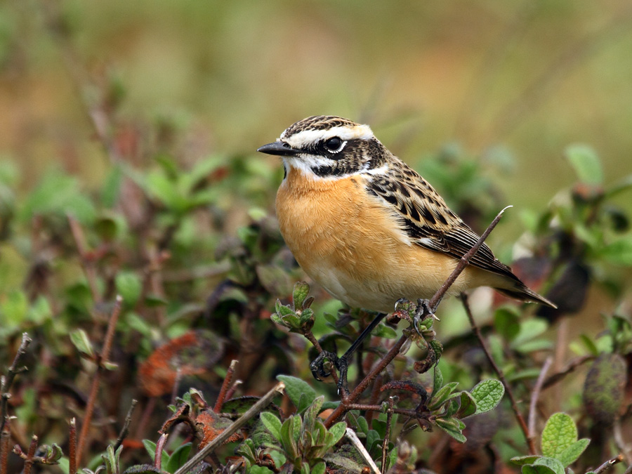 Whinchat