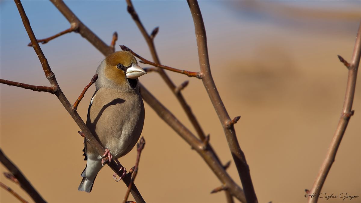 Hawfinch