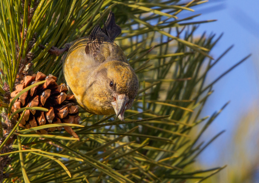 Red Crossbill