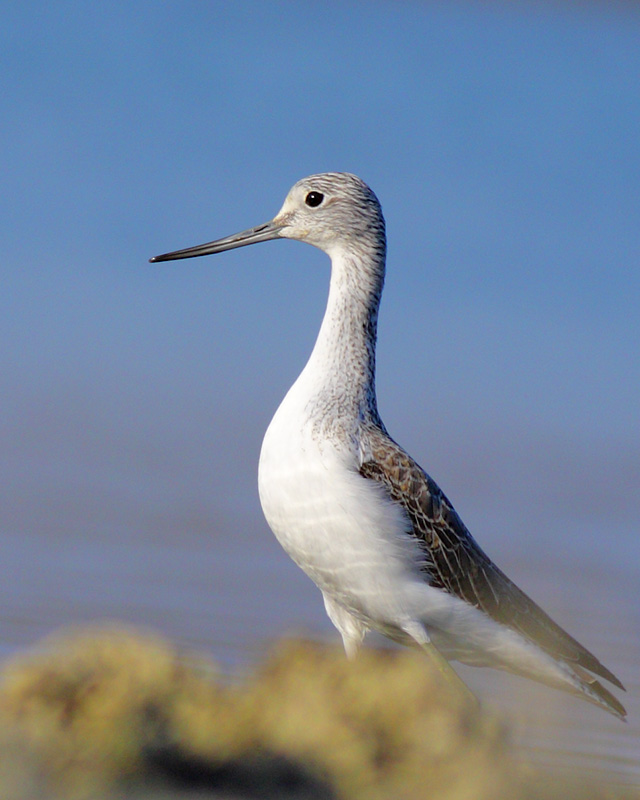 Common Greenshank
