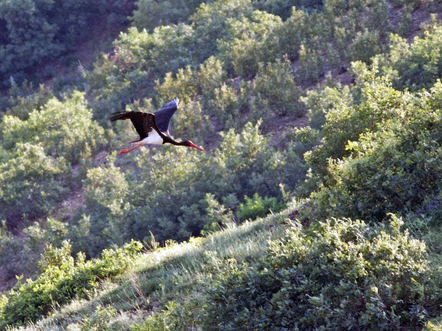 Black Stork