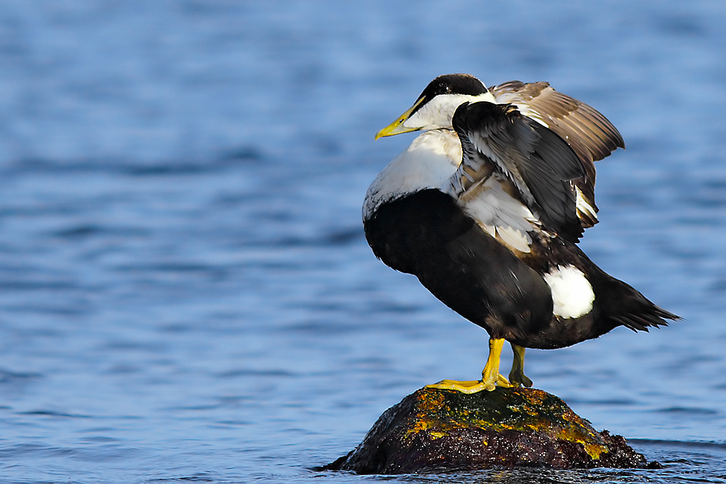 Common Eider