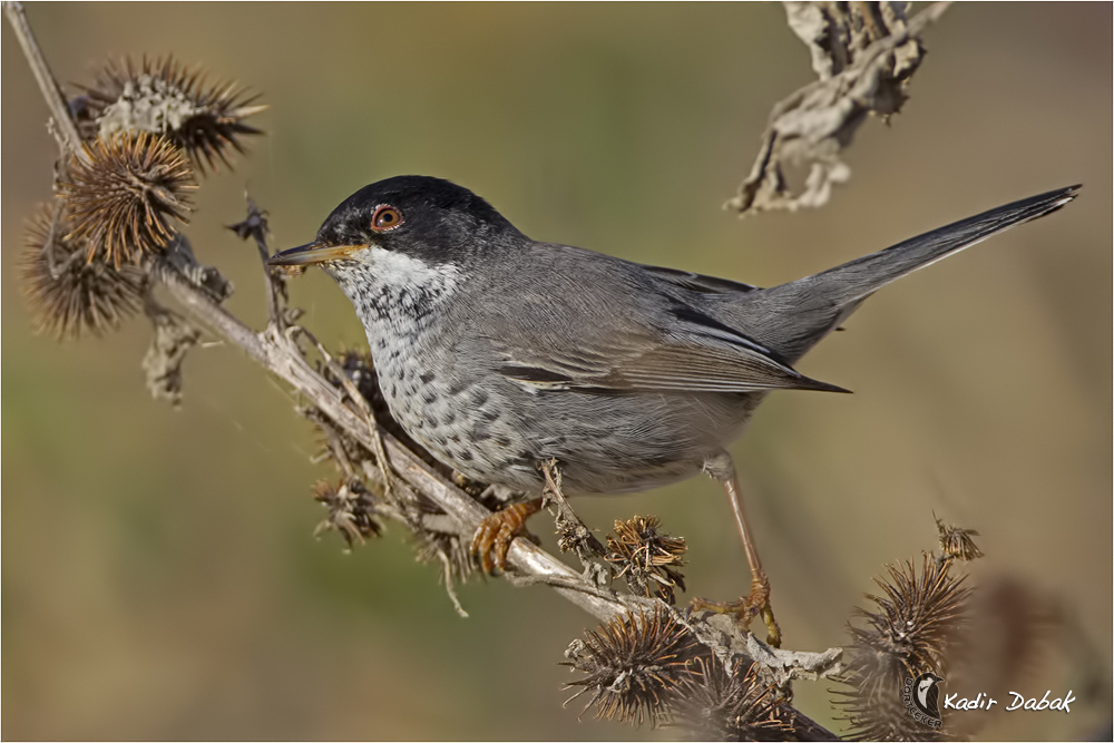 Cyprus Warbler