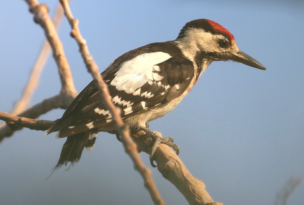 Syrian Woodpecker