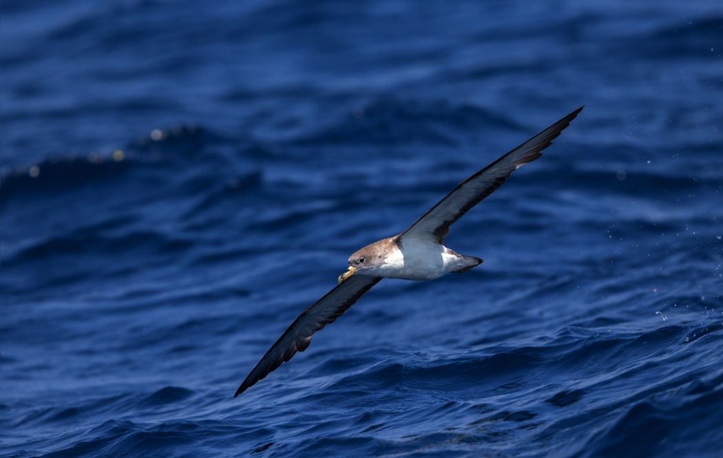 Scopoli`s Shearwater
