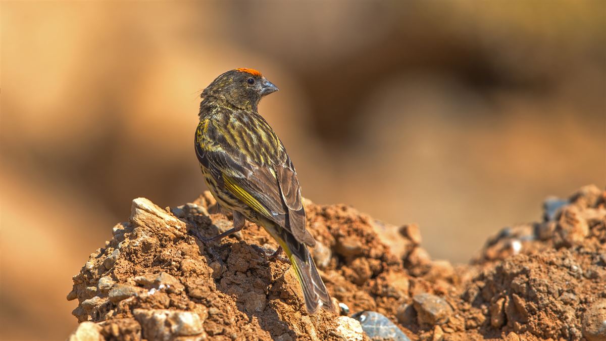 Red-fronted Serin