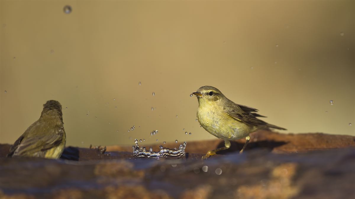 Willow Warbler