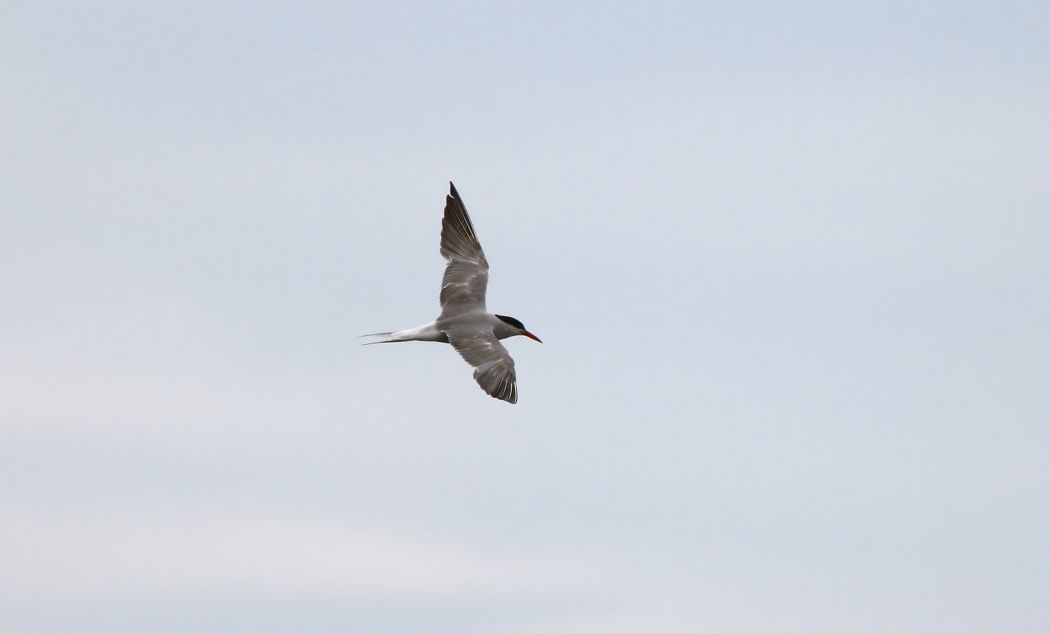 Common Tern