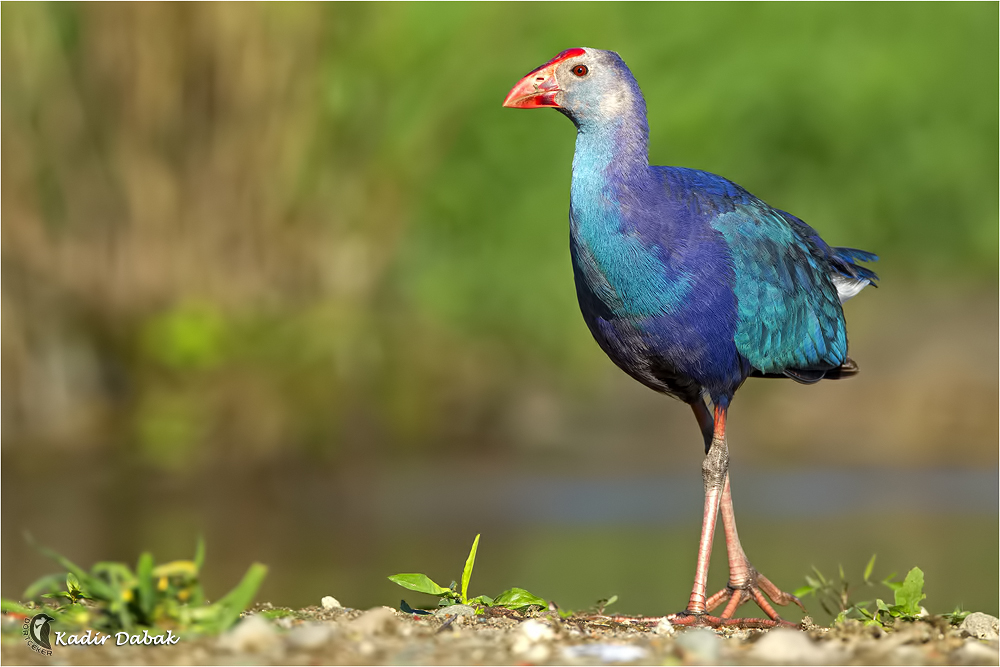 Grey-headed Swamphen