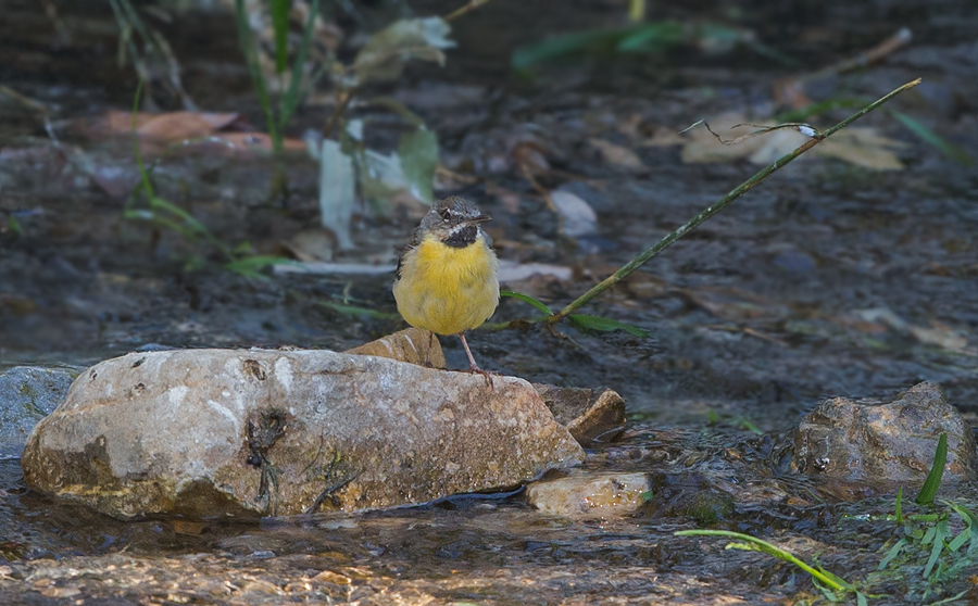 Grey Wagtail