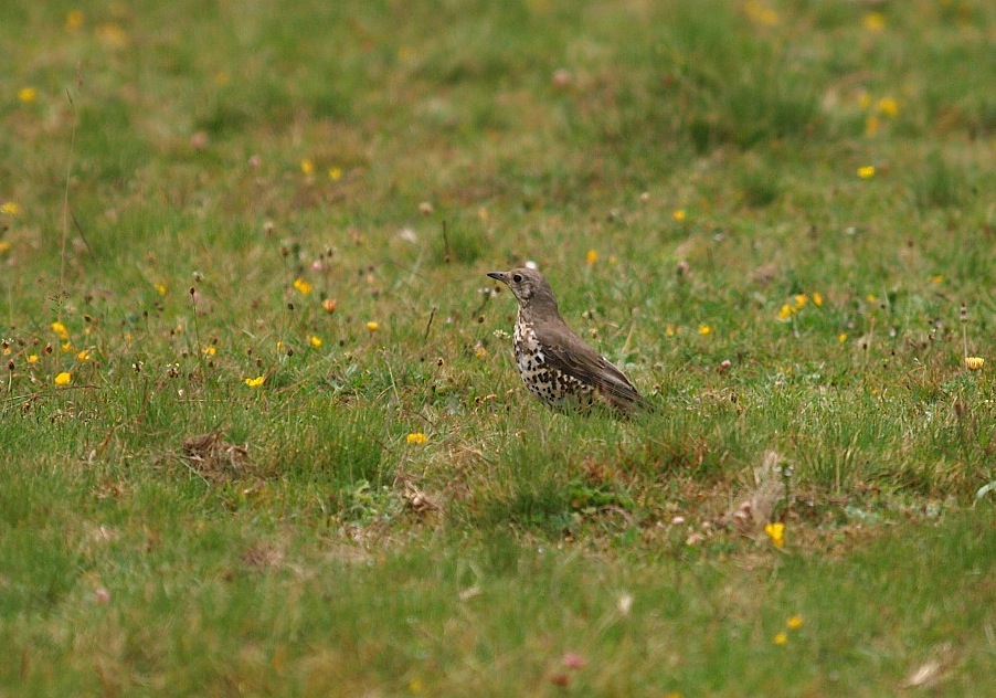Mistle Thrush