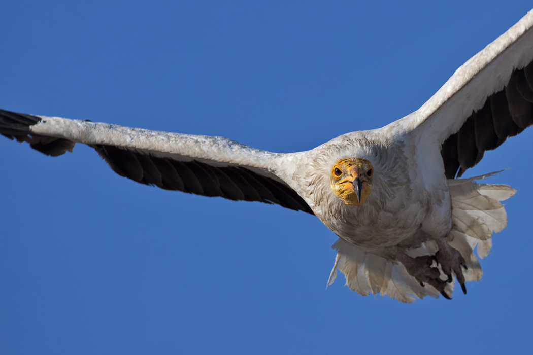 Egyptian Vulture
