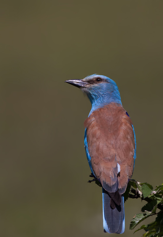 European Roller