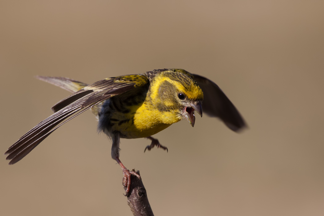 European Serin