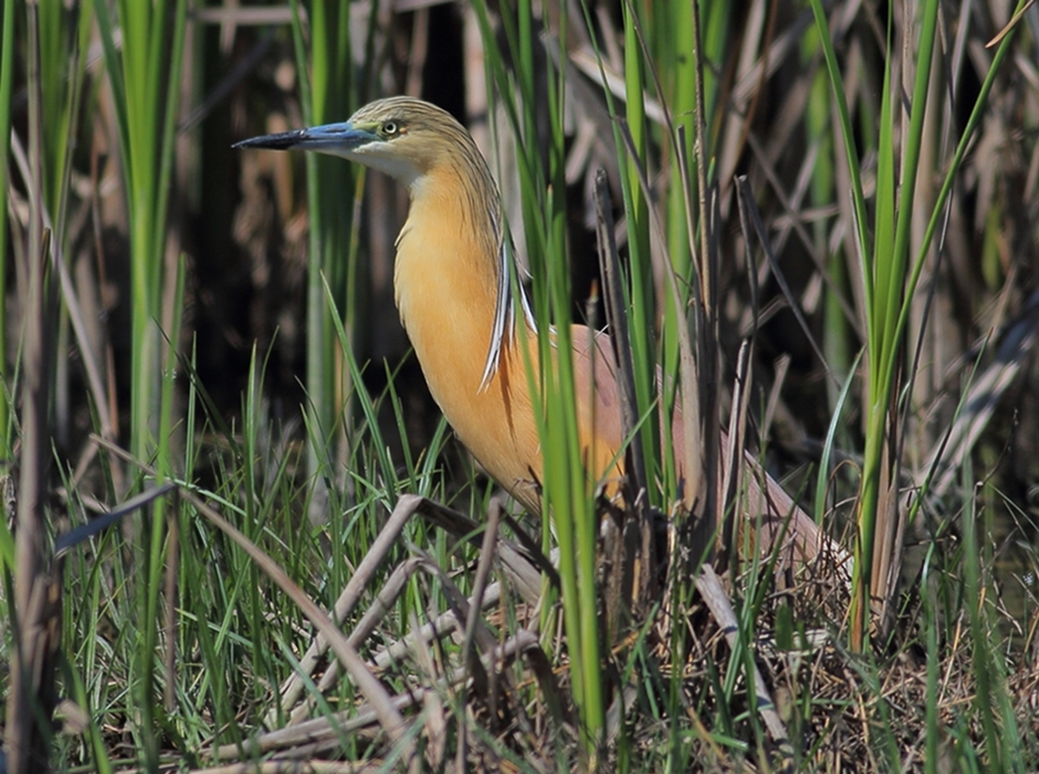 Squacco Heron