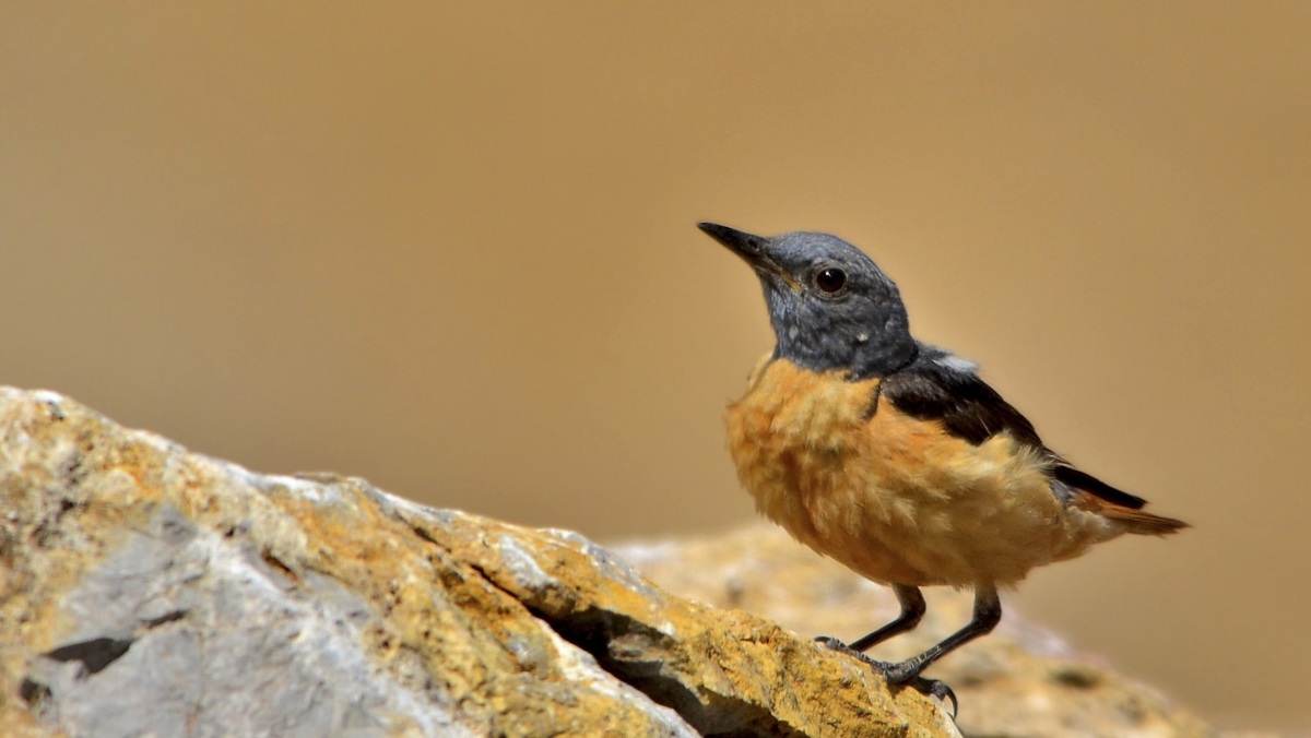 Common Rock Thrush