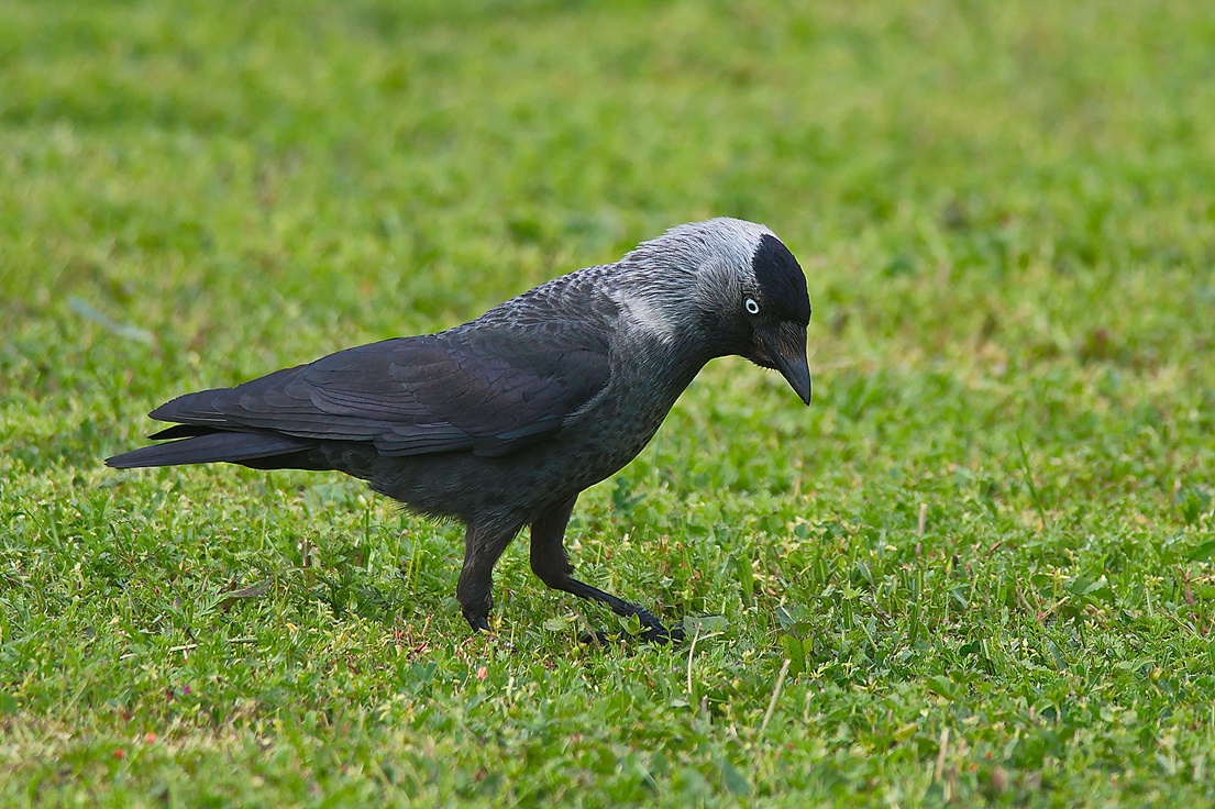 Western Jackdaw