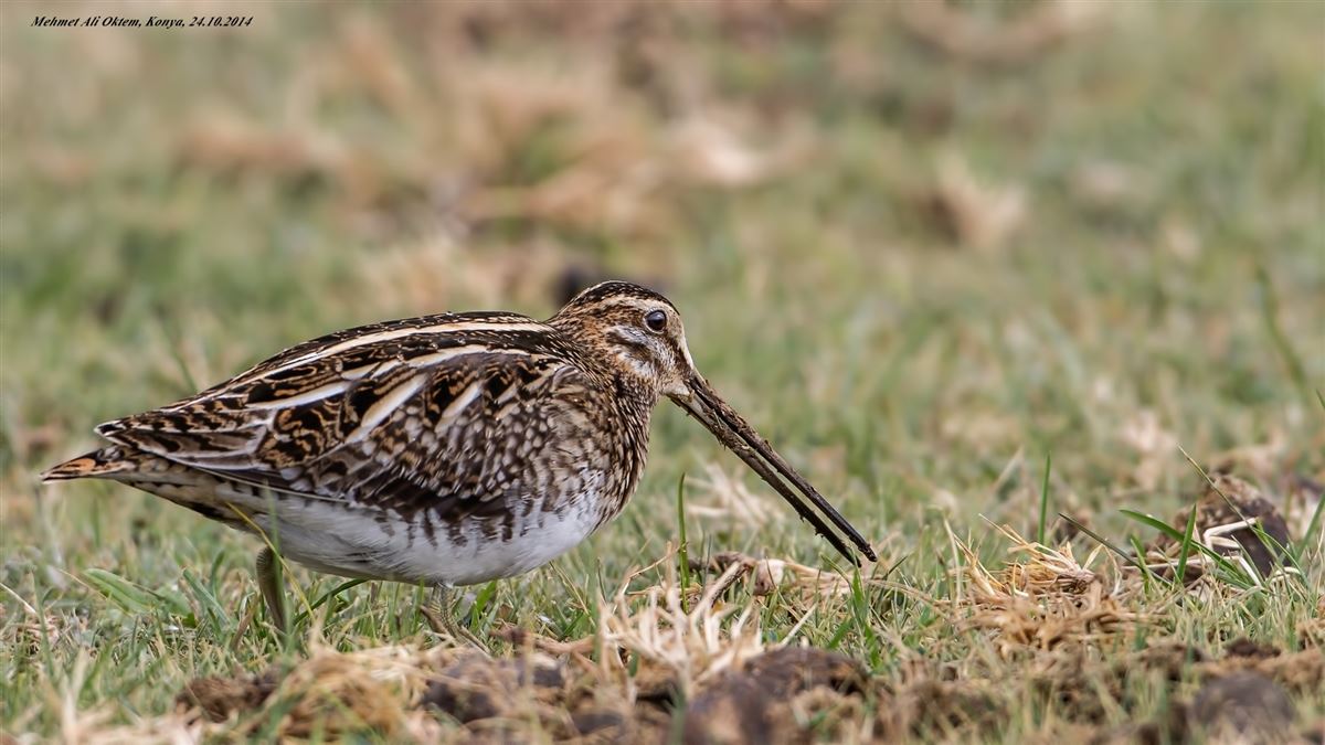Common Snipe