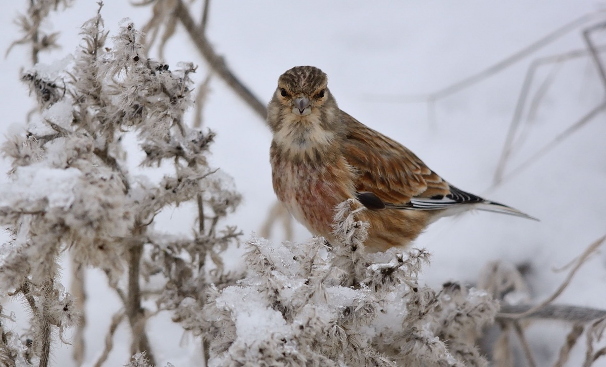 Common Linnet