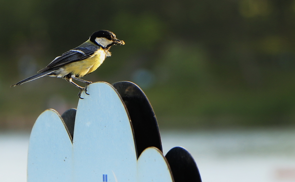 Great Tit