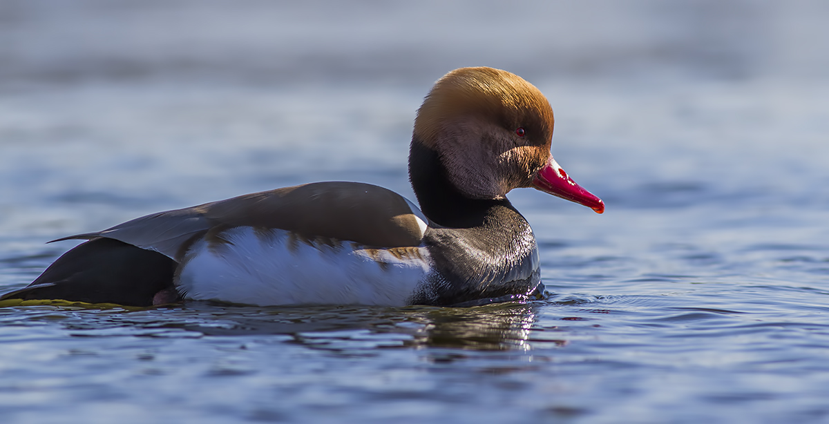 Red-crested Pochard