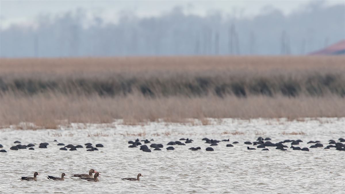 Lesser White-fronted Goose