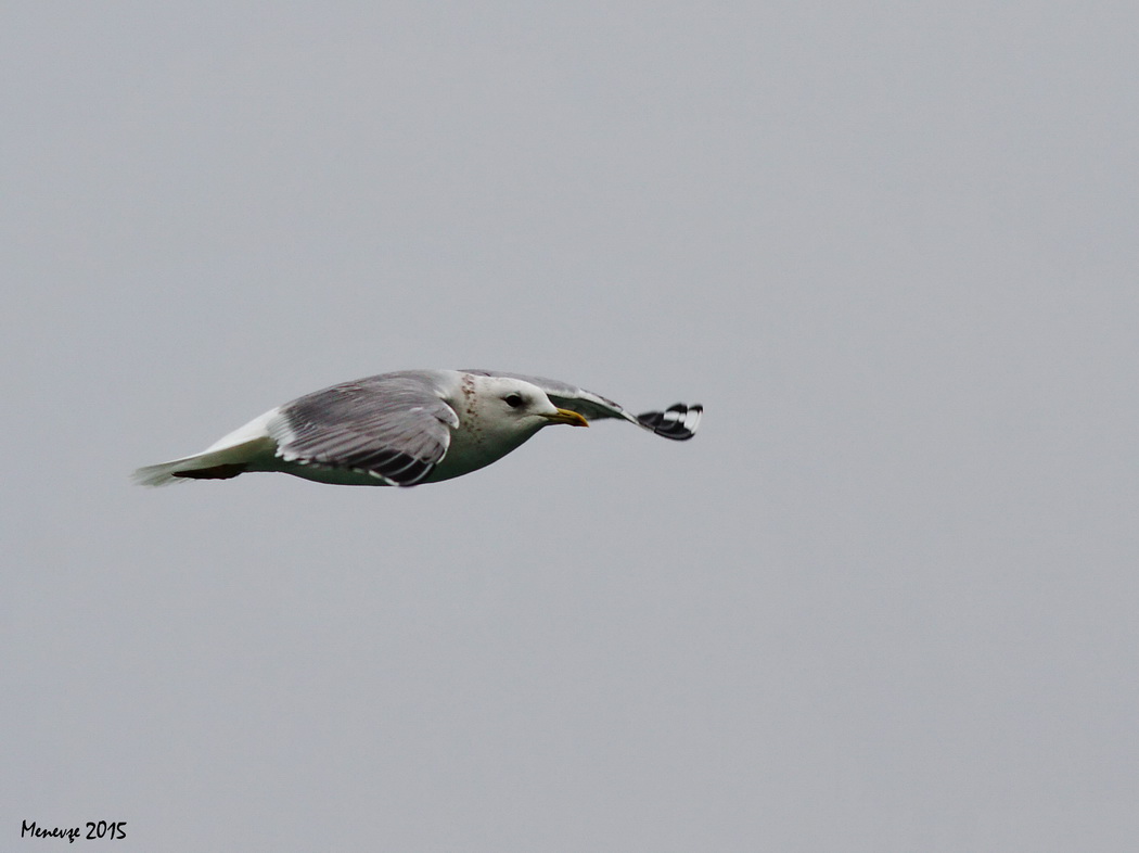 Common Gull