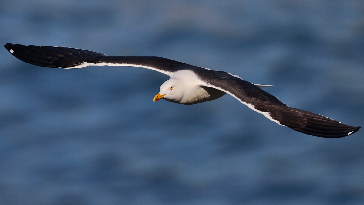 Lesser Black-backed Gull