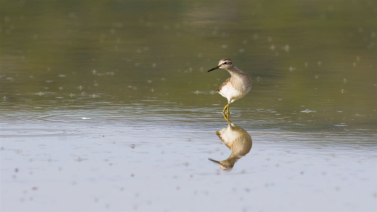 Wood Sandpiper