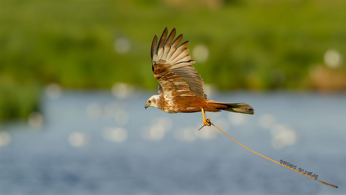 Western Marsh Harrier