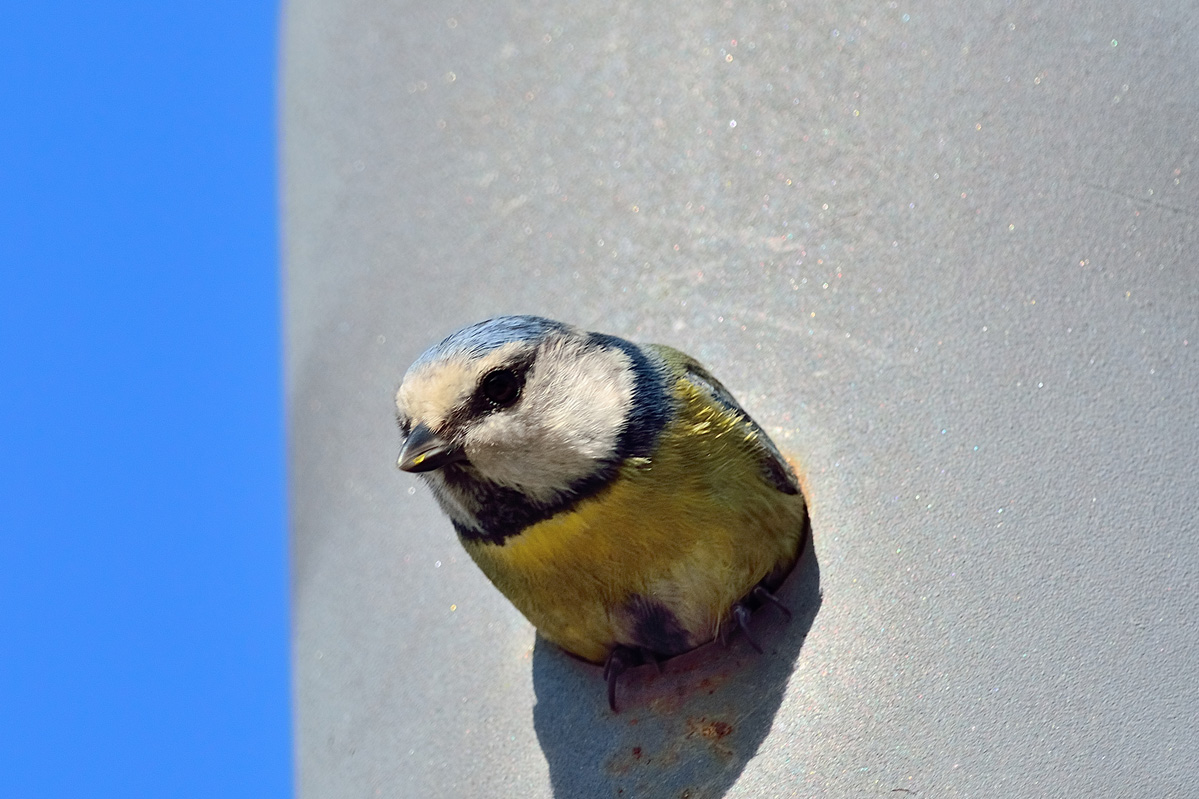 Eurasian Blue Tit