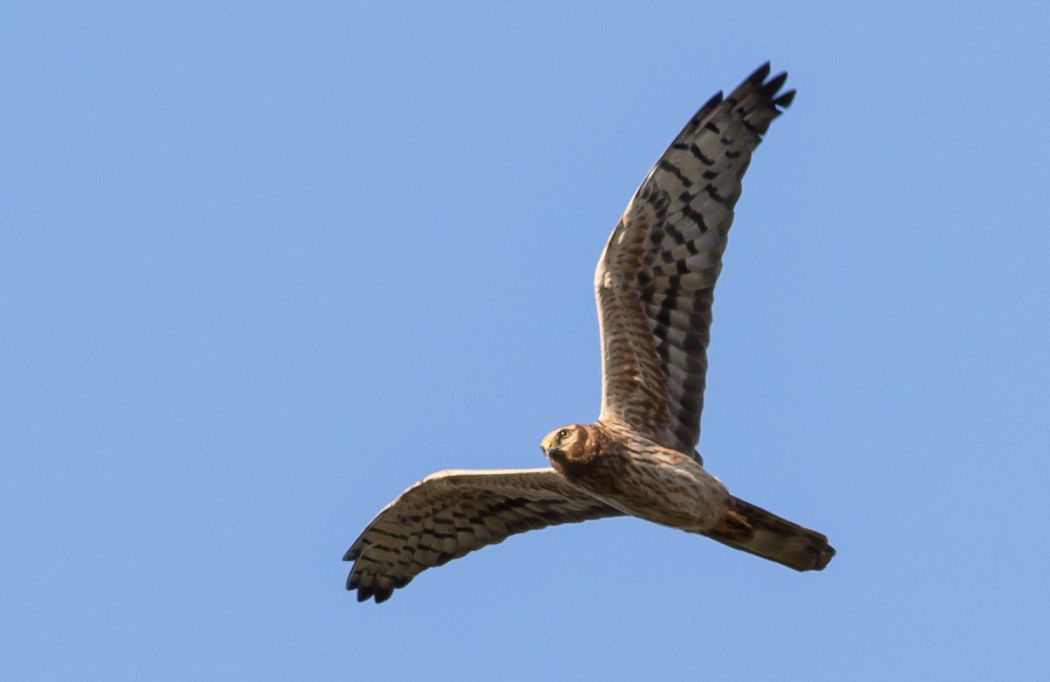 Montagu`s Harrier